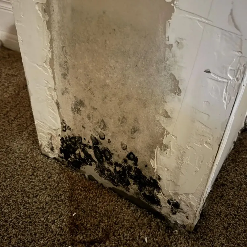Professional Mold Removal in Greenbriar, FL